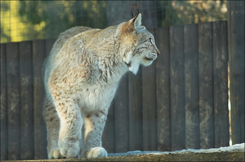 Le lynx