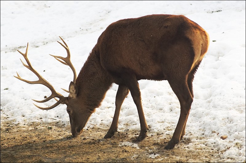 Le cerf dans la neige