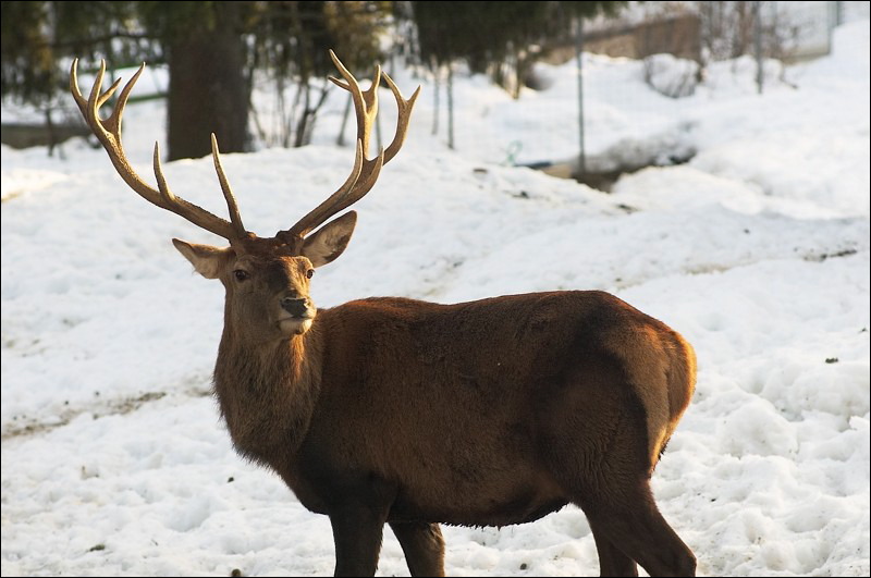 Le cerf