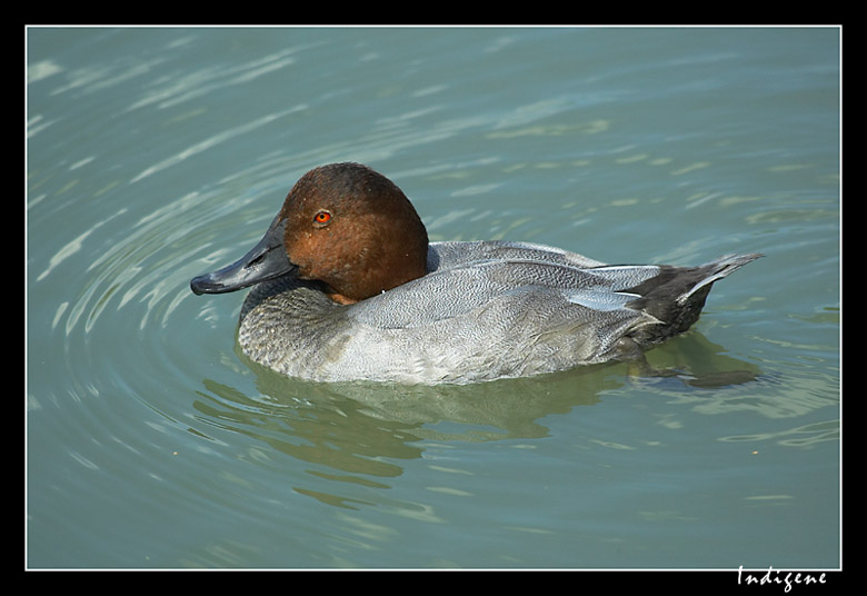 Le canard gris