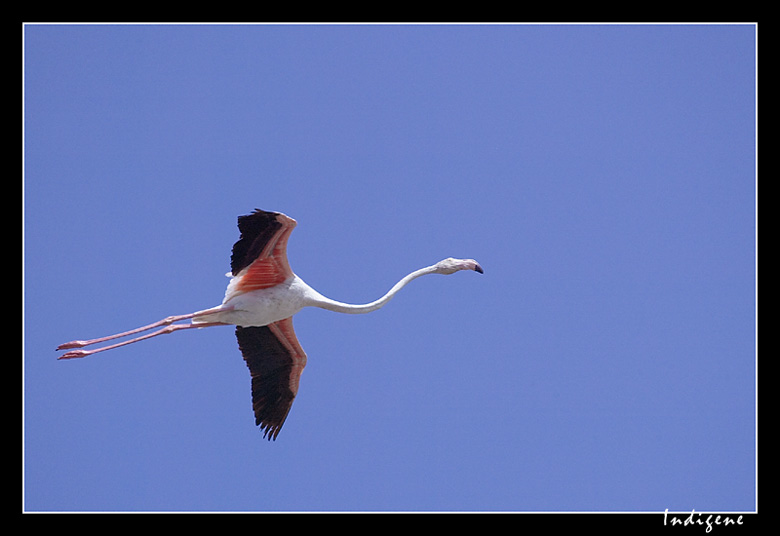 Le flamant rose