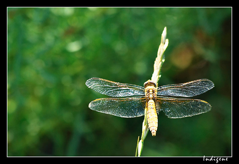 Une libellule