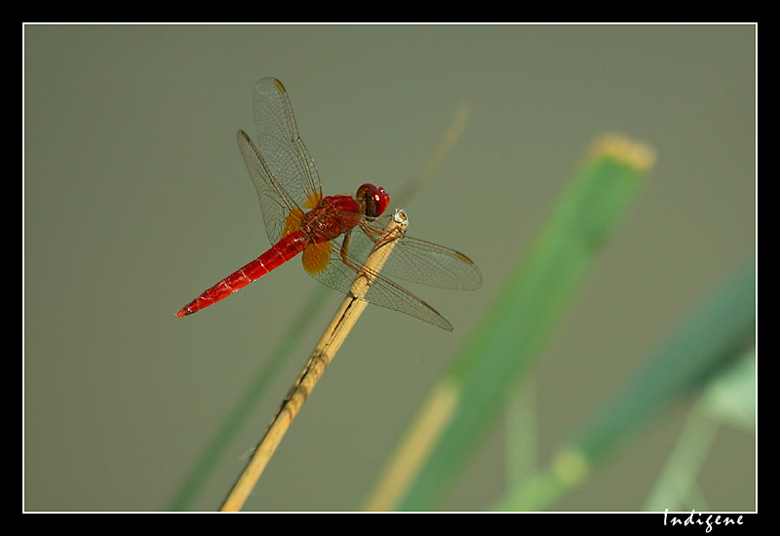 Libellule rouge