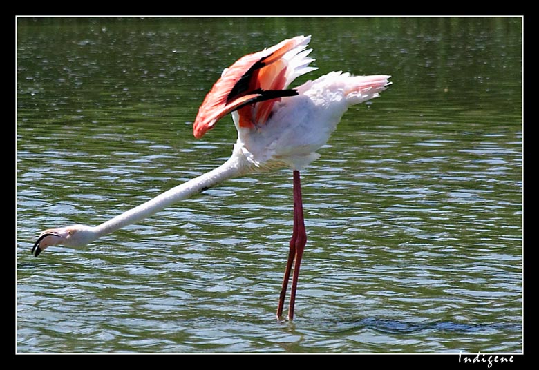 Le flamant rose qui s'tire