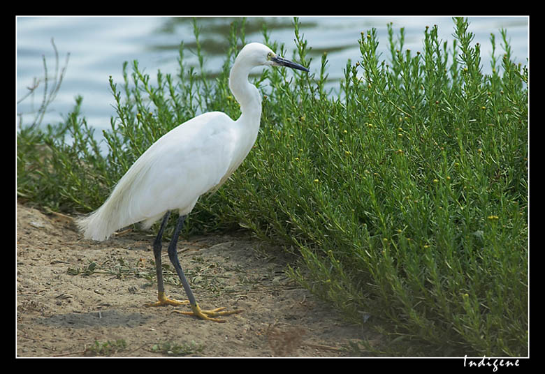 L'aigrette