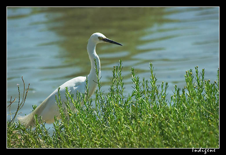 L'aigrette Garzette