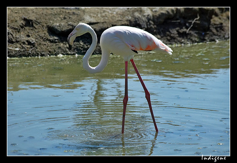 Le flamant rose 