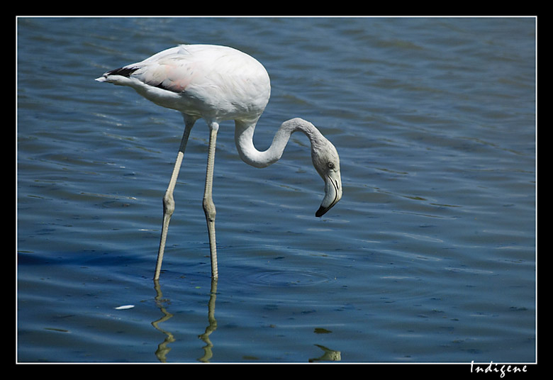 Le flamant rose dans l'tang