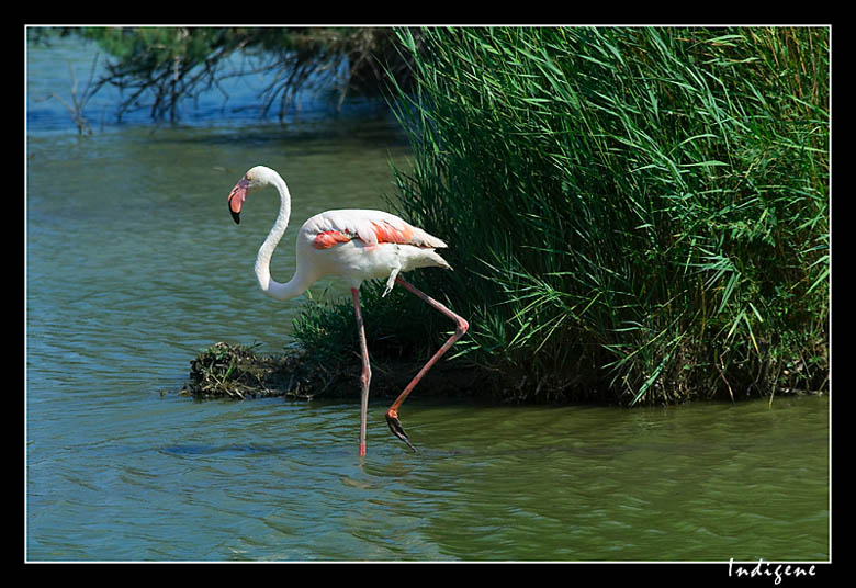 Un flamant rose 