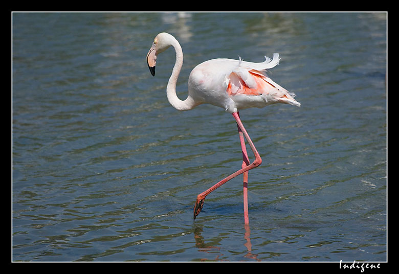 Le flamant rose