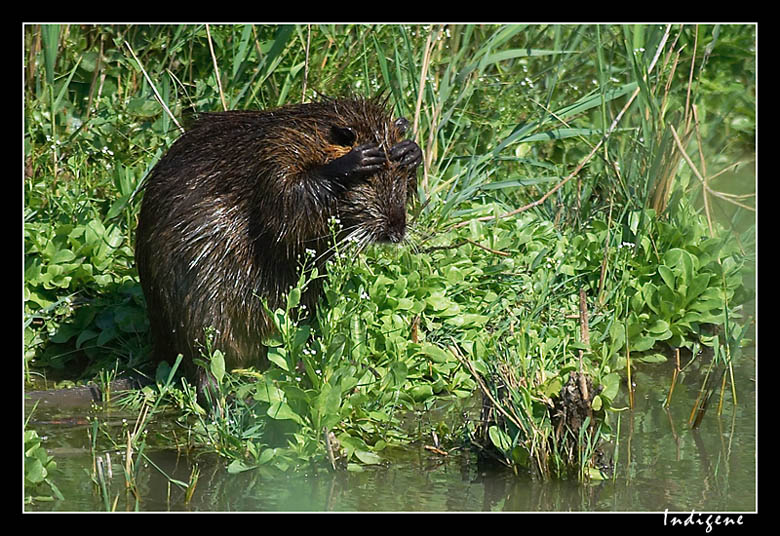 La toilette