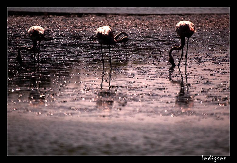 The Dream of the Pink Bird