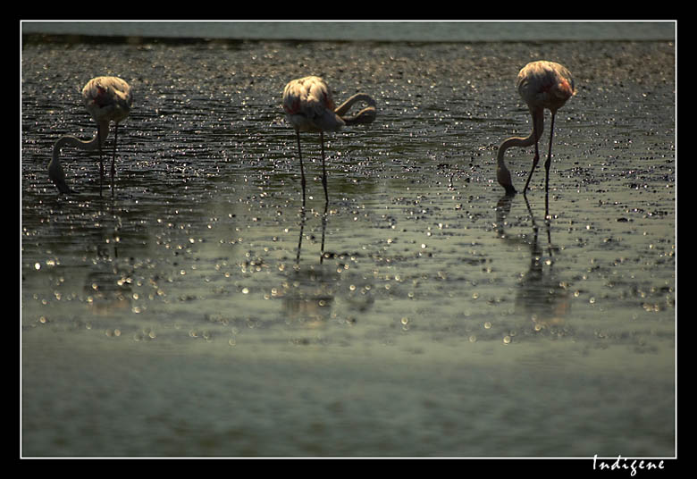 Trois flamants rose