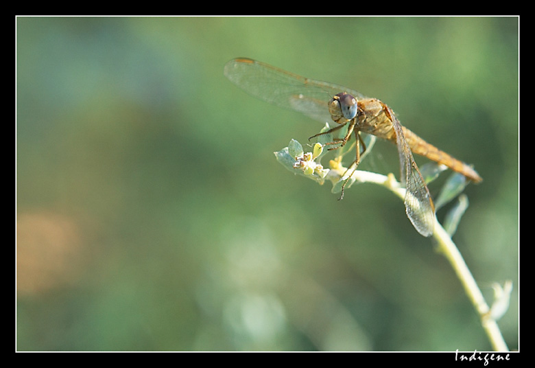 La Libellule jaune