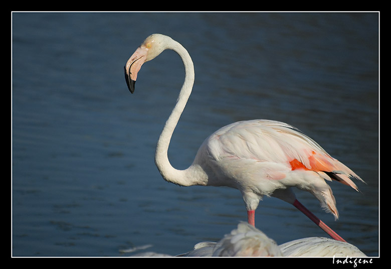 Le fier flamant rose