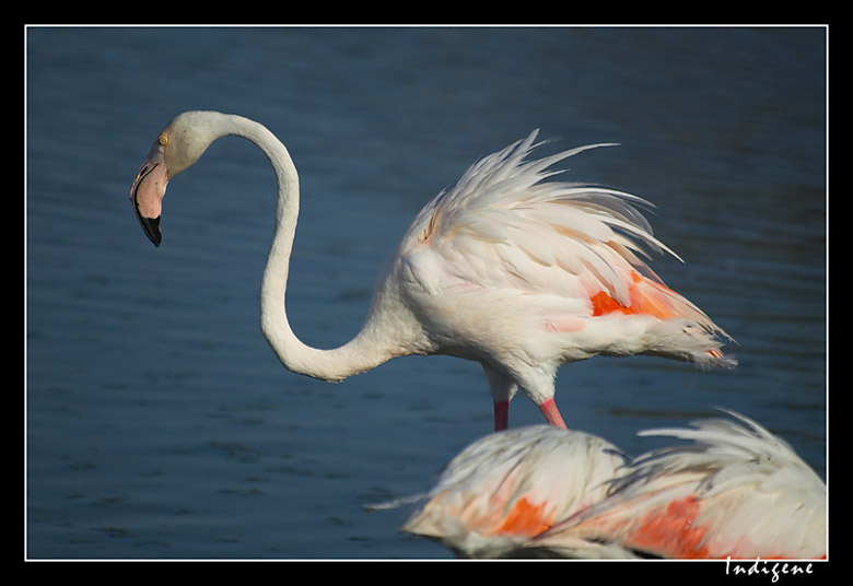 Petit vent dans les plumes 