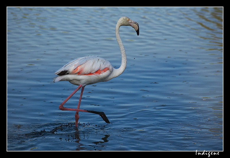 Le flamant rose patauge
