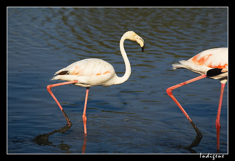 Les flamants roses