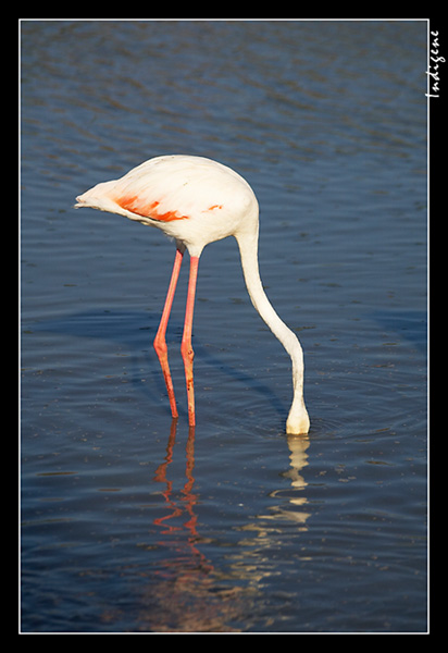 Le flamant rose cherche son repas