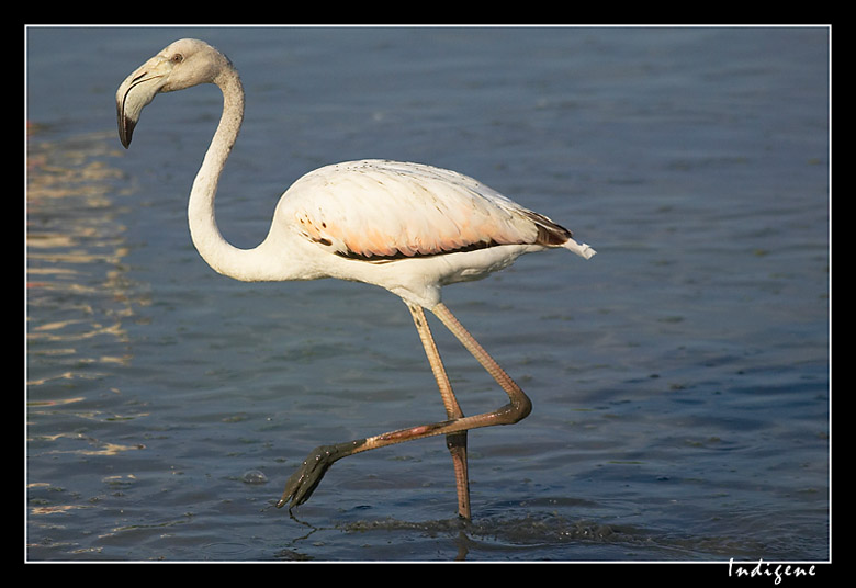 Le flamant dans la boue