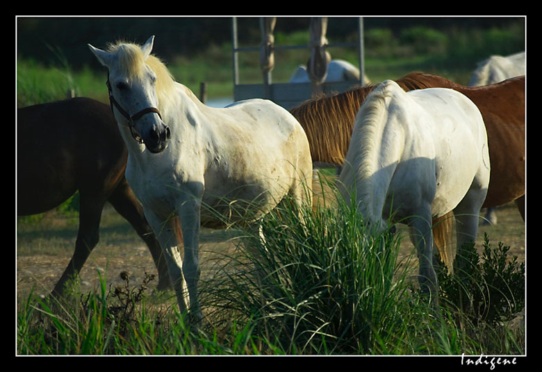 Cheval Camargue