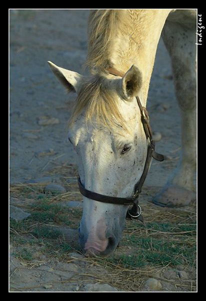 Le cheval