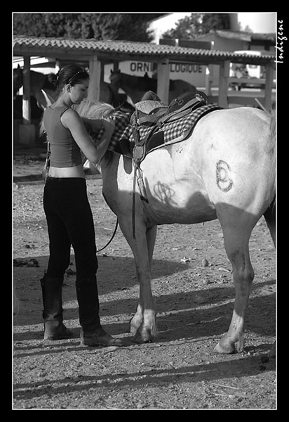 Les prparatifs du cheval