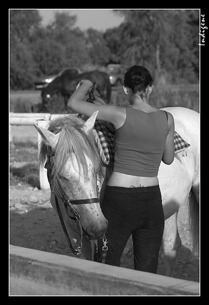 Le beau cheval blanc