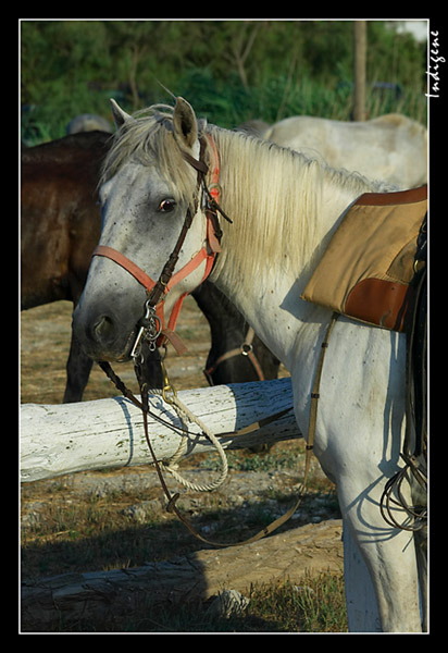 Le cheval