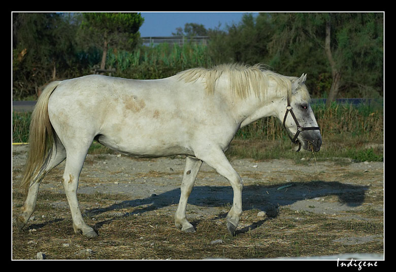 Le cheval blanc