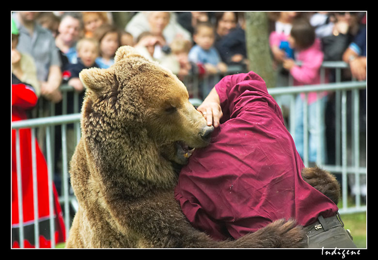 L'attaque de l'ours