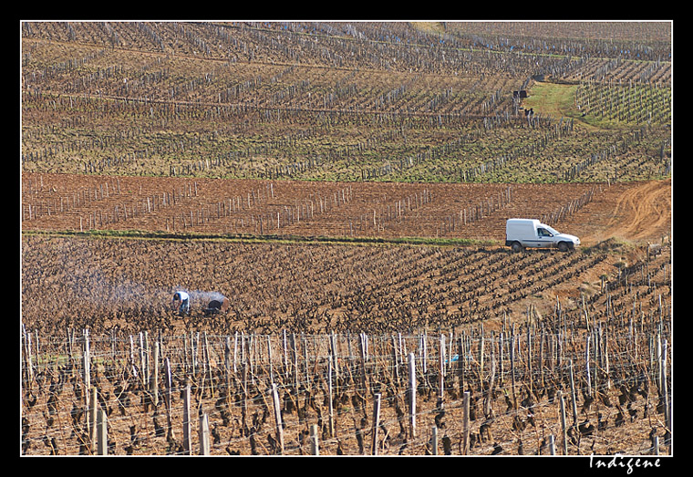 Les vignobles