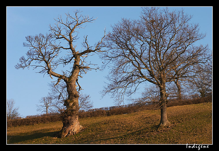 Les arbres tortueux