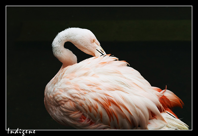 Flamant Rose