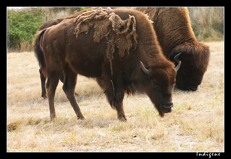 Les bisons