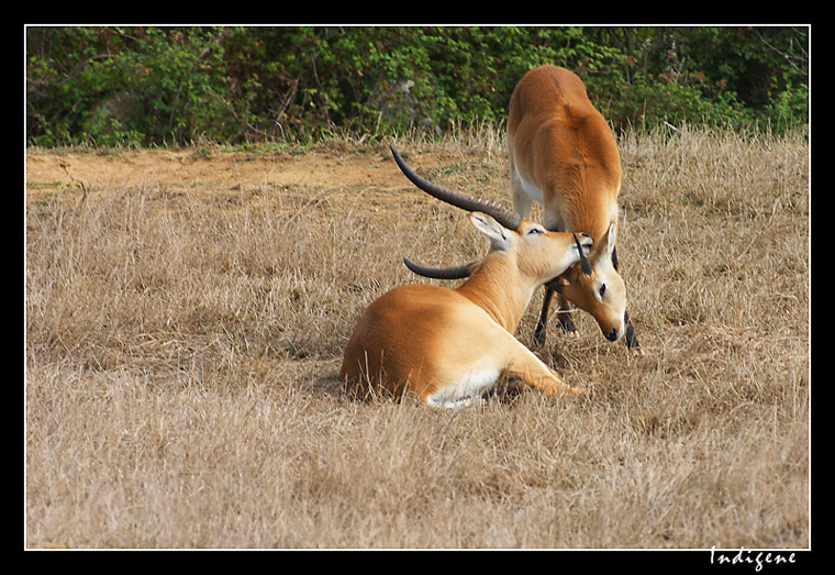 Gazelles
