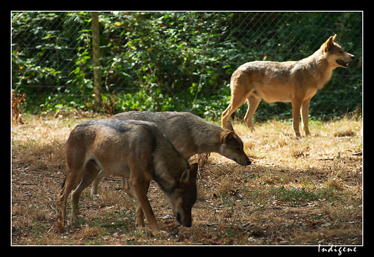 Les loups