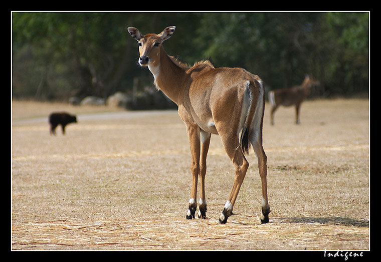 Une regard de biche