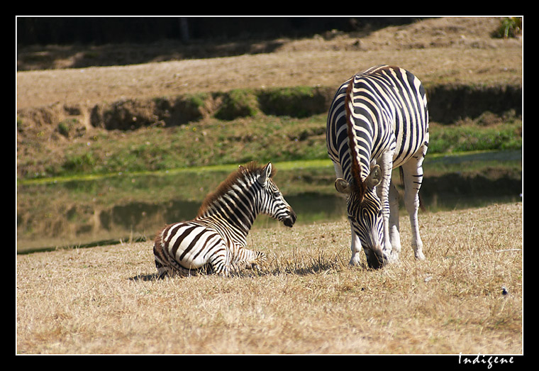 Couple de zbres