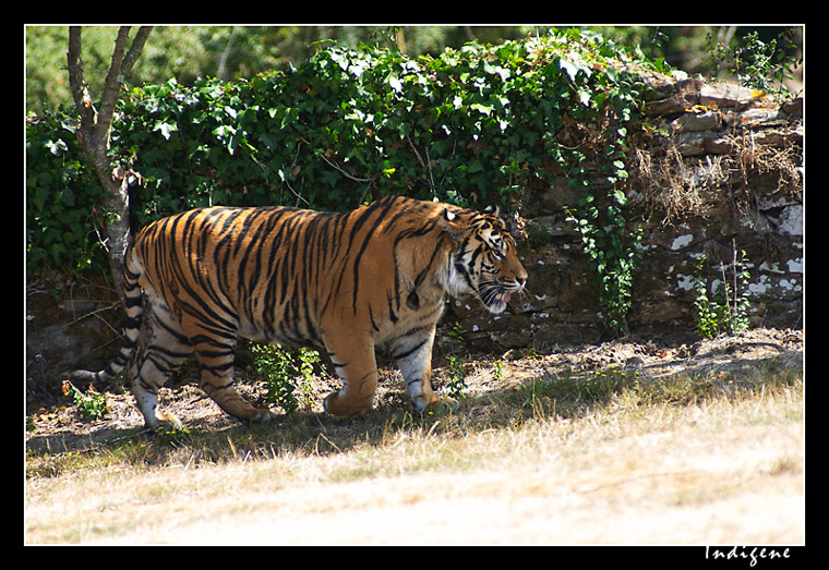 Tigre du Bengale