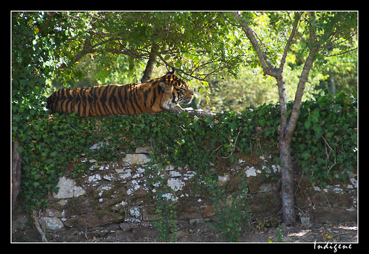 Le tigre solitaire