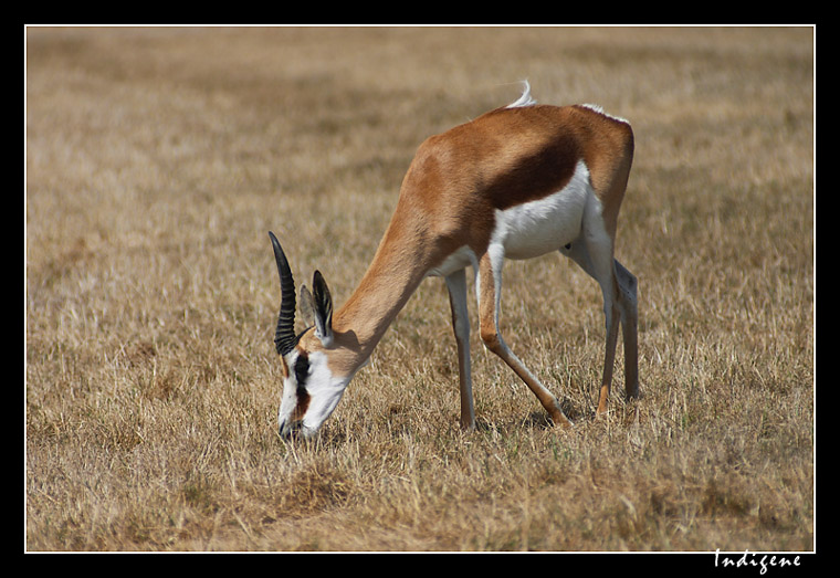 La gazelle