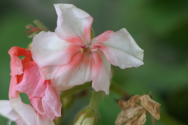 Dernires fleurs