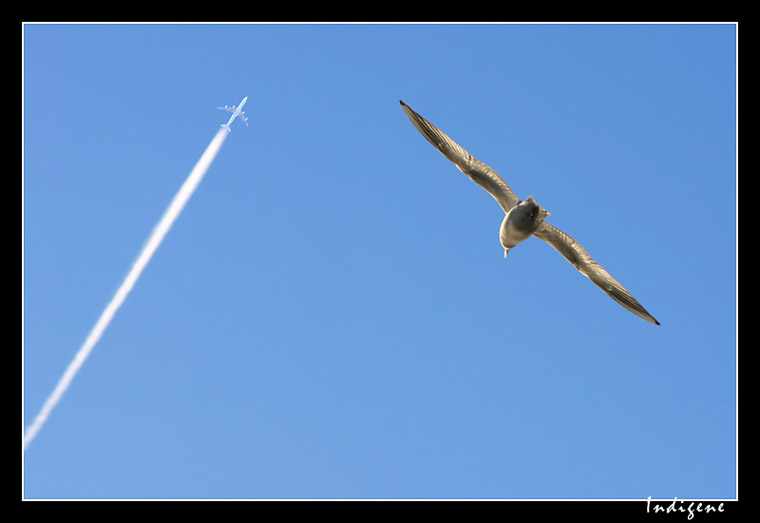 La Mouette et l'avion