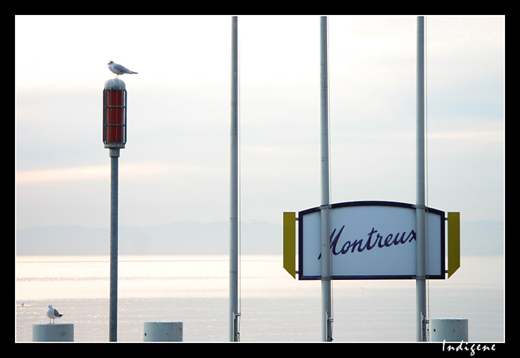 Montreux et la mouette