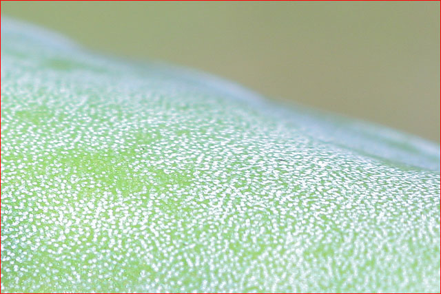 Feuille d'aloes
