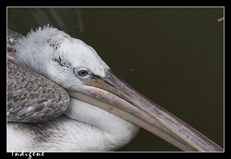 Pelican