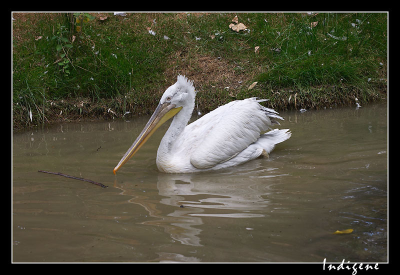 Plican dans la mare