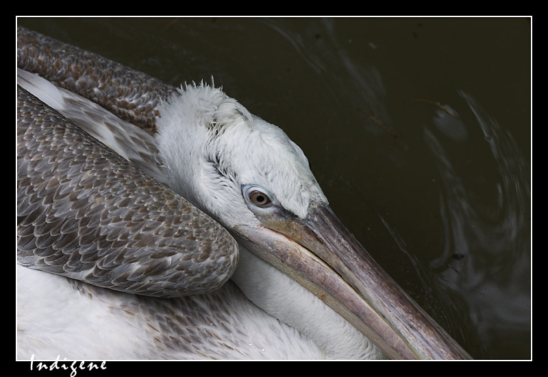 Regard de plican