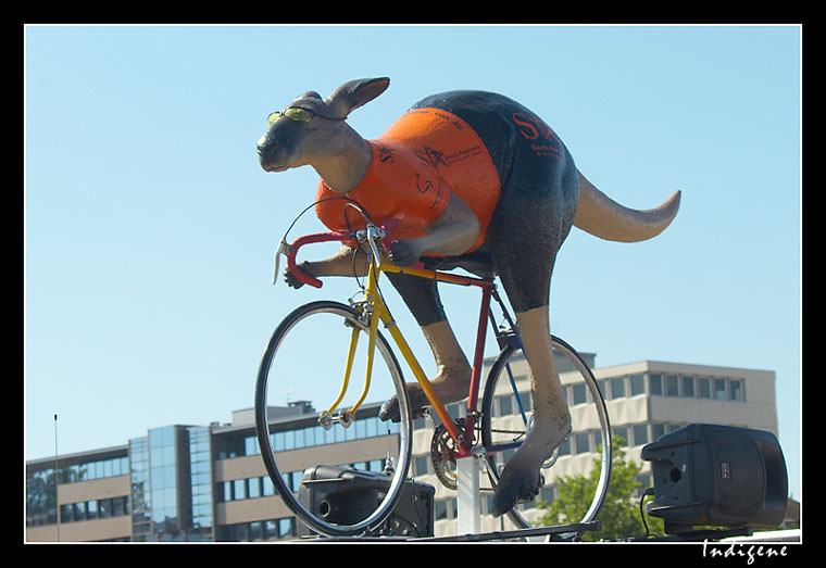 Kangourou cycliste